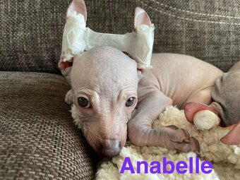 Peruwiański Pies bezwłosy - 7