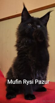 Śliczny kocurek maine coon - 7