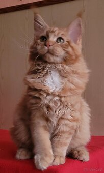 Mruczącą koteczka maine coon - 7