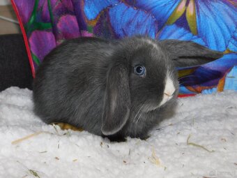 Piękne baranki mini lop niebieskie - 7