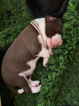 Border Collie z PP /FCI/ szczenięta - 7
