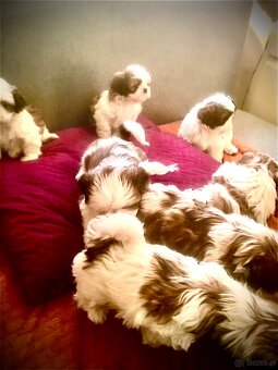 Szczeniaczki shih tzu trikolor - 7
