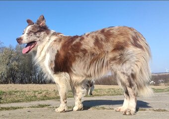 Wspaniała suczka blue-merle BORDER COLLIE - przebadani rodz, - 7