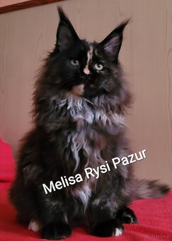 Rozkoszna szylkretka maine coon - 7