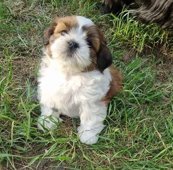 Szczeniaczki Shih Tzu z rodowodem - 7