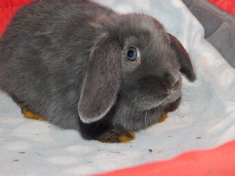 Niebieskie baranki mini lop samiczki - 7