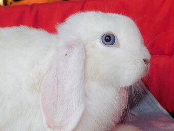 Baranki mini lop - 7