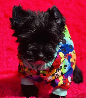York czarny Zyzio Black Yorkshire Terrier. - 7