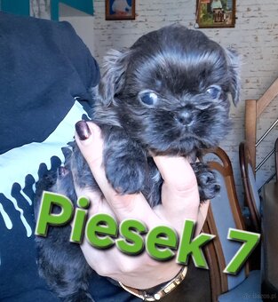 Sprzedam  shih-tzu - 7