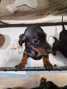 Szczeniak jamnik - 7