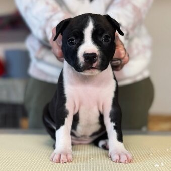 Ekskluzywne szczenięta Ruffian Amstaff - 7