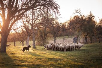 Szczenię, szczenięta rasy Beauceron (Berger de Beauce) - 7