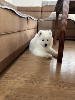 Śliczne pieski Samoyed - 7