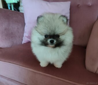 Szpic miniaturowy - pomeranian suczka mini - 7