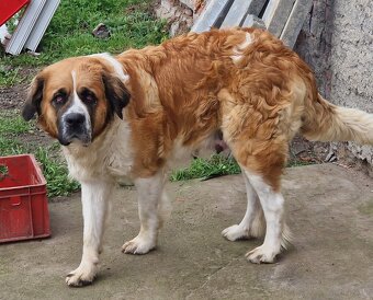 Bernardyn szczenięta-śliczne - 7