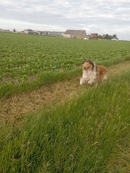 Reproduktor owczarek Szkocki - 7