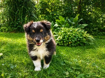 Sheltie, shetland sheepdog, owczarek szetlandzki, piesek - 7