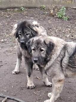 Szczenięta Owczarka Kaukaskiego - 7