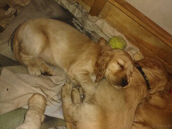 Sprzedam szczeniaki - 7