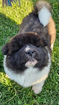 Amerykańska akita z PP - 7