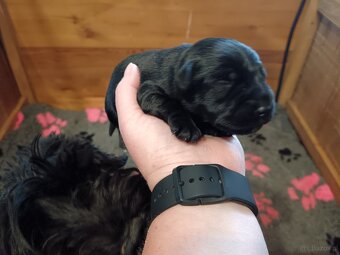 Sznaucer miniaturowy - 7