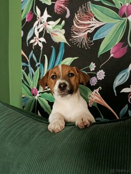 Wzorcowy gładki Jack Russell rodzice FCI - 7