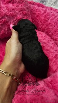 Pudel Miniaturowy sunia i piesek czarny adania genetyczne - 7