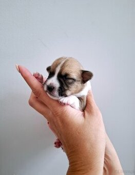 Ceylon Jack Russell Terrier FCI - 7