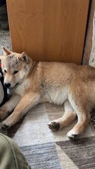 Piesek Shiba Inu - 7