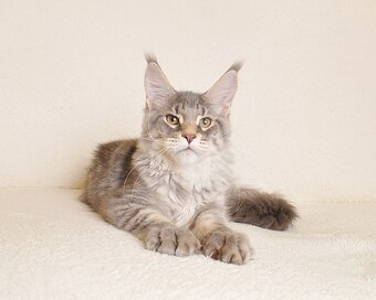 Śliczny kocurek Maine Coon PZF/WCF - LEGALNA HODOWLA - 7