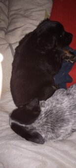 Oddam szczeniaki mieszance - 7