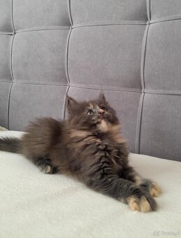 Maine coon - 7