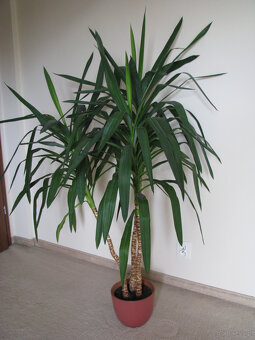 Juka – piękny, zdrowy, duży kwiat doniczkowy,  3-pienny, 1,6 - 7