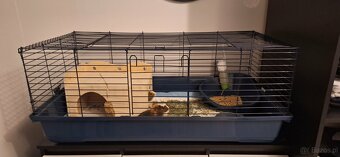 Dwa samce świnki morskiej wraz z wyposażeniem - 7