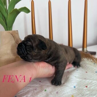 Buldog Staroangielski - Old English Bulldog - 7