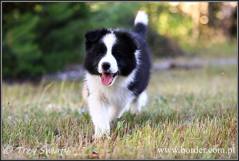 szczeniaki Border Collie psy suczki rodowód ZKwP FCI - 7