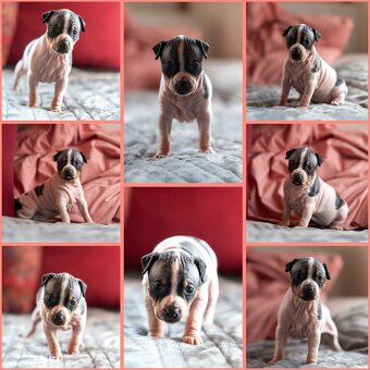 Amerykánski terier bezwłosy - 7