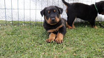 Beauceron Szczenięta z rodowodem - 7