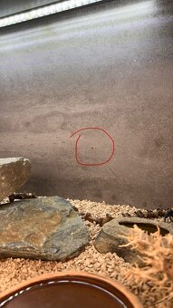 Dwa gekony wraz z terrarium - 7