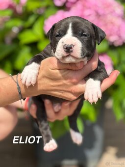 Amstaff - 7