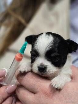 Chihuahua-wyjątkowe pieski, rodowód. - 7