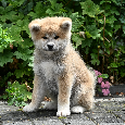 Akita Inu Akita japońska ZKWP FCI po Championie - 7