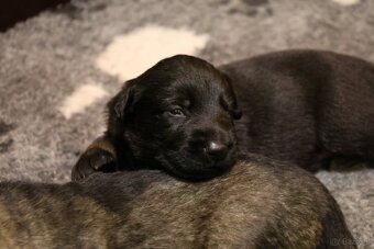 Szczenięta owczarka niemieckiego z rodowodem - 7