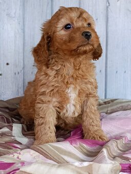 Cavapoo szczenięta - 7