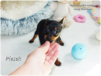 Pinczer miniaturowy- Ratlerek, tzw.sarenka, MINI Piesek nr1 - 7