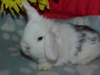Białe króliki mini lop - 7