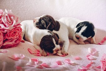 English Pointer - 7