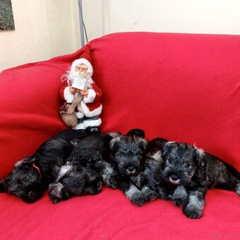 Schnauzer miniaturny p+s - 7