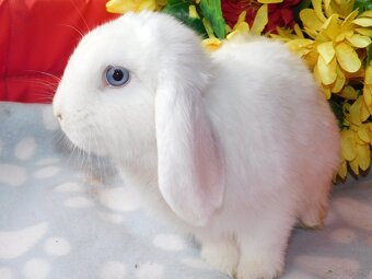 Cudowne baranki mini lop - 7