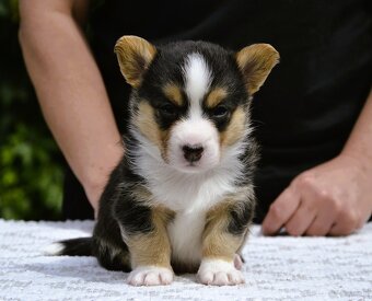 Welsh Corgi Cardigan ZKwP/FCI - 7